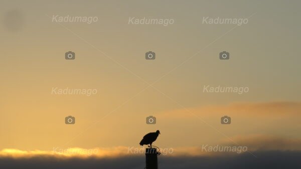 Aves e Pássaros de Paraty - Image 7