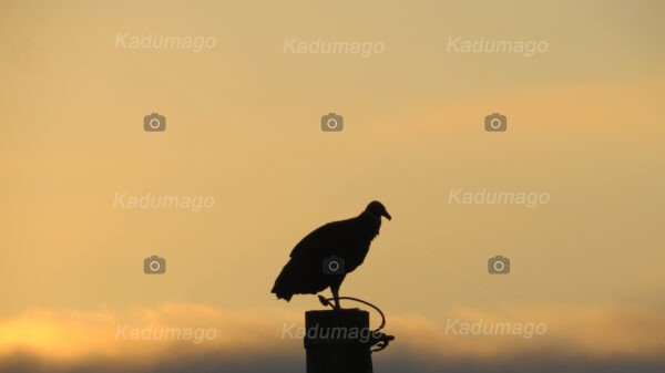 Aves e Pássaros de Paraty