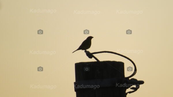 Aves e Pássaros de Paraty - Image 2