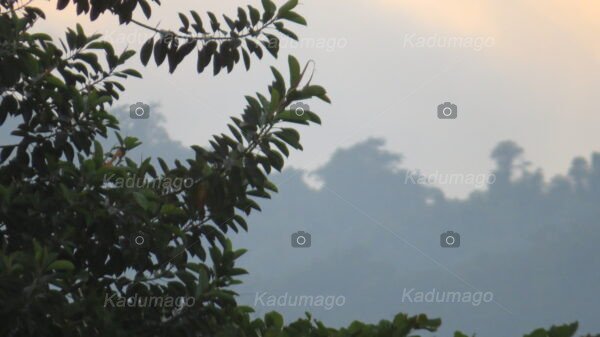 Mata Atlântica na Região de Paraty - Image 3