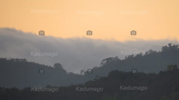 Mata Atlântica na Região de Paraty - Image 4