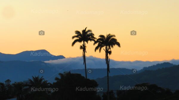 Mata Atlântica na Região de Paraty - Image 7