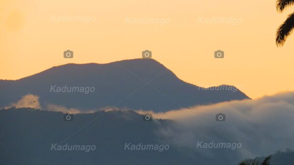 Mata Atlântica na Região de Paraty - Image 9