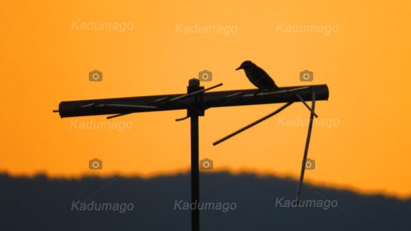 Aves e Pássaros de Paraty - Image 3