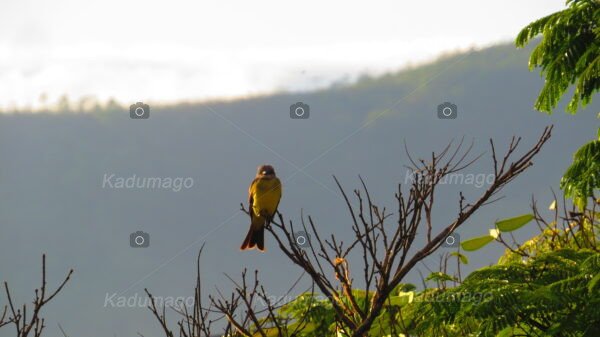 Aves e Pássaros de Paraty - Image 4