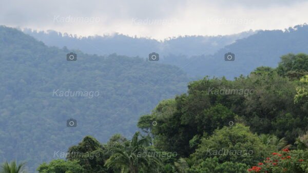 Lindas Paisagens do Céu e Mata Atlântica - Image 3