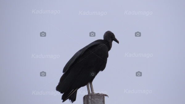 Aves e Pássaros de Paraty - Image 13