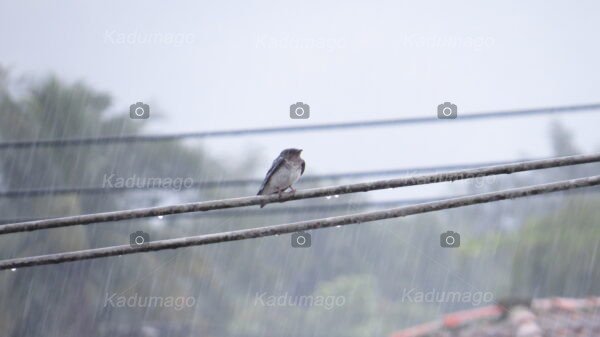 Aves e Pássaros de Paraty - Image 11