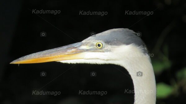 Aves e Pássaros de Paraty - Image 9