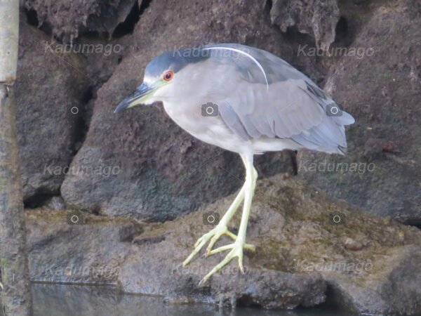 Aves e Pássaros de Paraty - Image 8