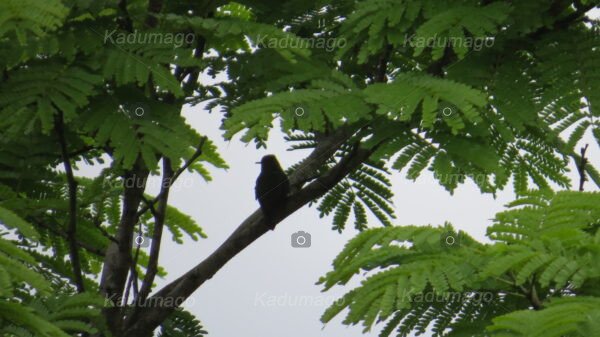 Beija-Flor Empoleirado - Image 3