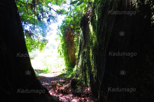 Sítio Arqueológico Toca do Cassununga - Image 10