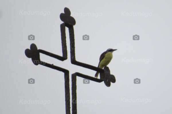 Bem-te-vi na Cruz do Galo de Barcelos - Imagem 2