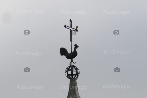 Bem-te-vi na Cruz do Galo de Barcelos