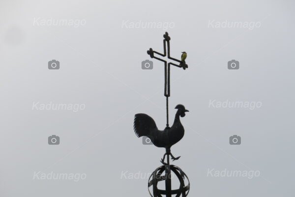 Bem-te-vi na Cruz do Galo de Barcelos - Imagem 3