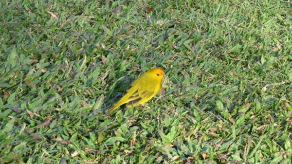 Canário Belga no Gramado