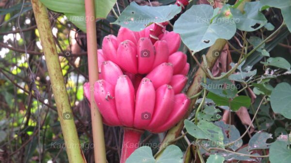 Bananas Vermelhas Selvagens