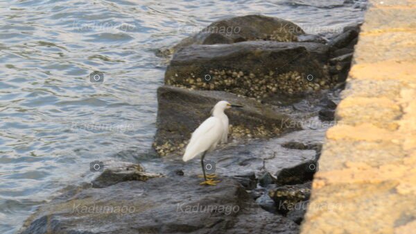 Garça na Praia do Jabaquara - Image 7