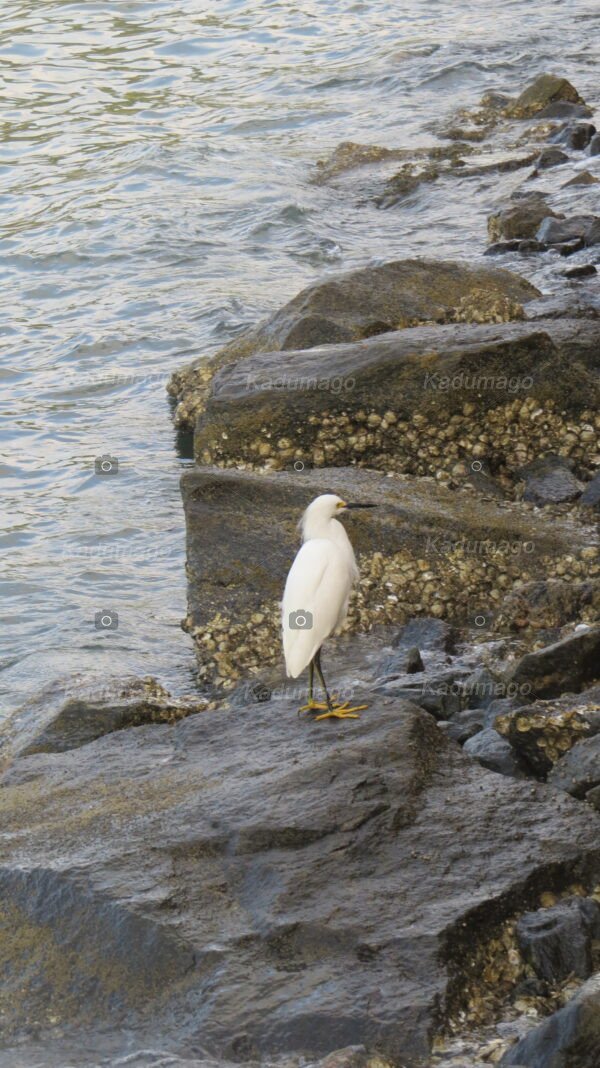 Garça na Praia do Jabaquara - Image 8