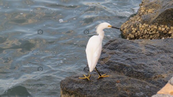 Garça na Praia do Jabaquara - Image 5